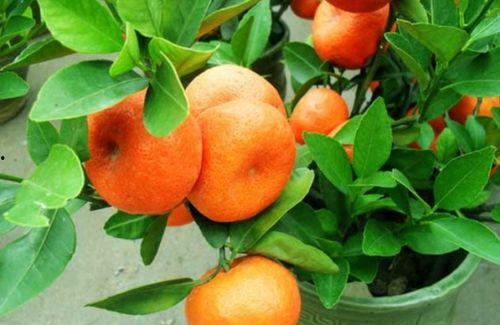 国产橘子种植方法视频大全,视频教程大全解析