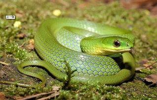 国产蛇宠物介绍视频,揭秘神秘魅力，带你走进蛇界新宠